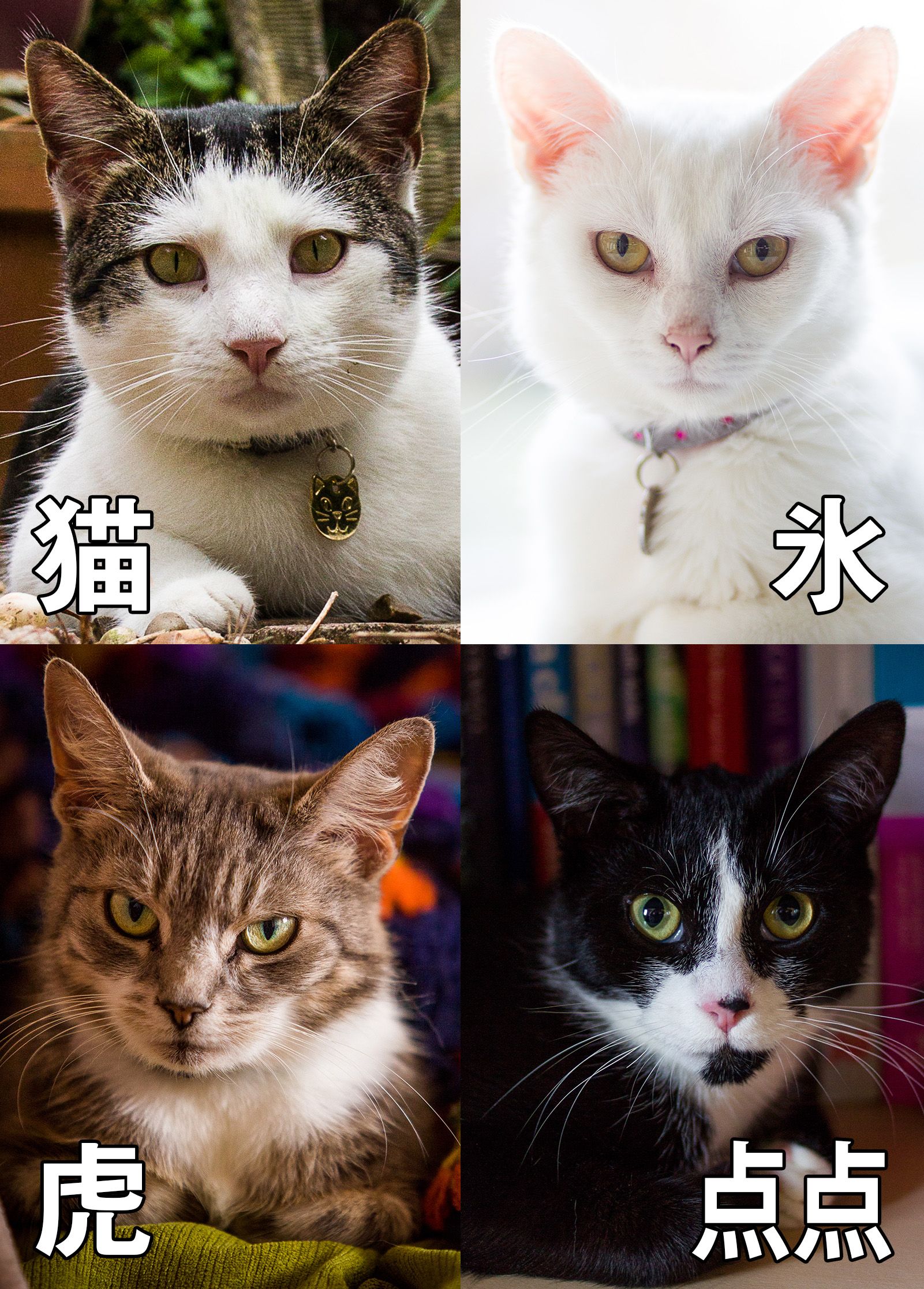 The EssexNekoYakuza